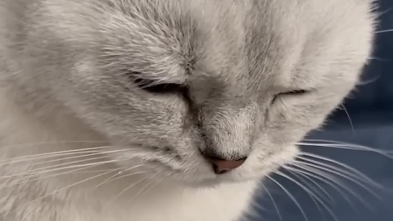 Cat funny short video