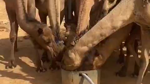 Thirsty camel by life in Saudi Arabia