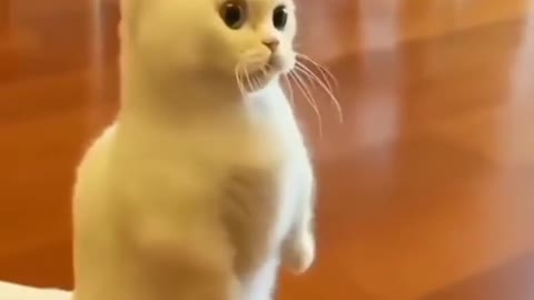 cute cat