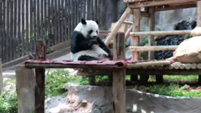 Panda’s delicious meal time