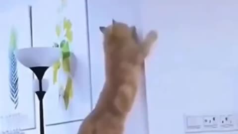 funny cat