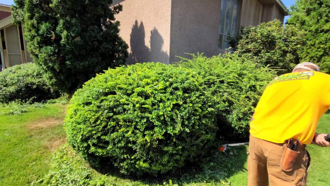 Trimming Overgrown Shrubs For My Church [ODDLY SATISFYING]