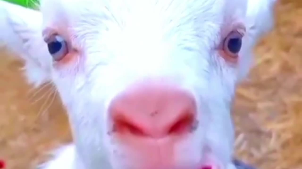 cute goat baby _ goat sound _ cute goten _ goat video _ funny goat _ cute goat funny video _ #shorts