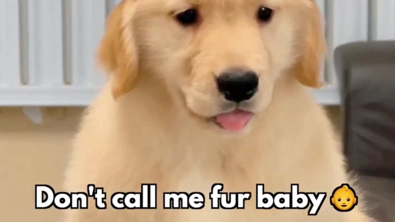 We' re different | cutest golden retriever puppy #short video