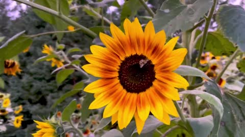 Busy bumblebee works frantically to accumulate pollen for the winter