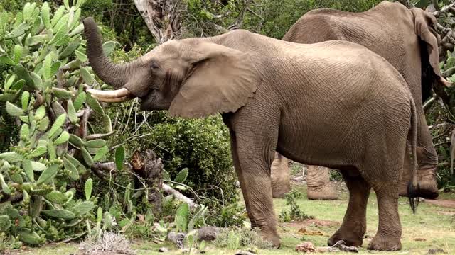 Elephant Shows How To Eat A cactus