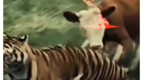 Tables Have Turned: Cow's Unexpected Comeback Against Tiger!