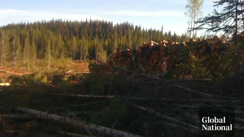 BC scientists, First Nation design decomposing biofoam packaging