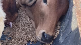 One Hungry Heifer