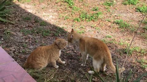 cats fighting over positions