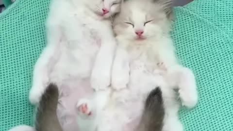 Adorable Kittens Sleeping #shorts #funnycat #kittens