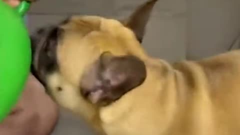 Puppy:What hell ????????#cutedog #animal#Funny Video