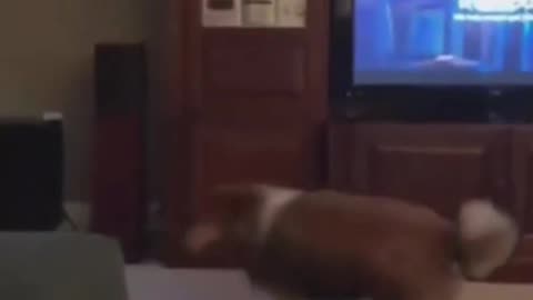 When he wants go for walk