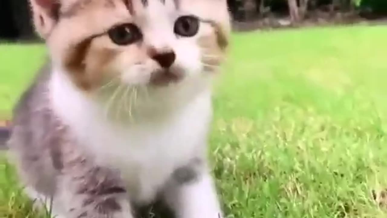 Funniest Videos 2023 😂 Funny Cats 🐱 #cute #cat #short