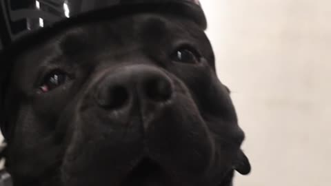 Cane Corso SERVICE DOG Conquers Walmart!