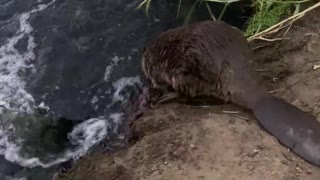 Beaver Boops Leg Before Swimming Away