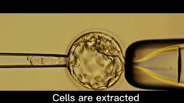 Can blastocyst biopsy damage embryos?