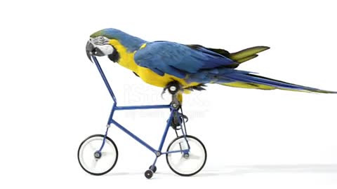 Blue and yellow parrot riding a bike