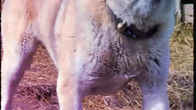 Super dogs with real powers😱😱😱😱😱