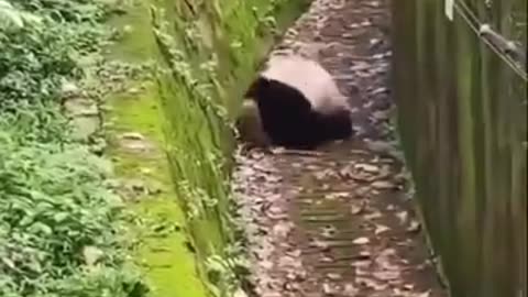 Rolling panda having fun #shorts #viral #shortsvideo #video