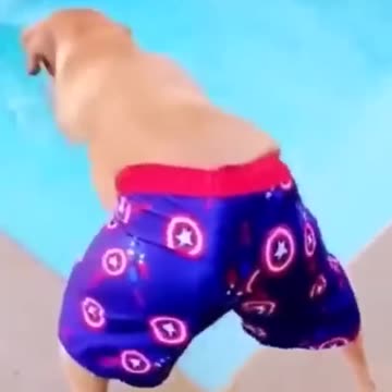Funny animal videos