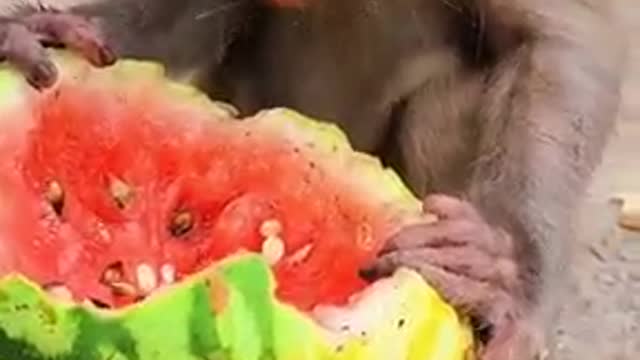 Eating watermelon