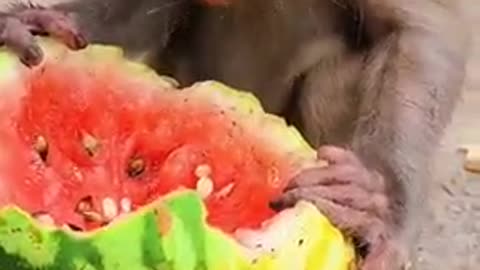 Eating watermelon