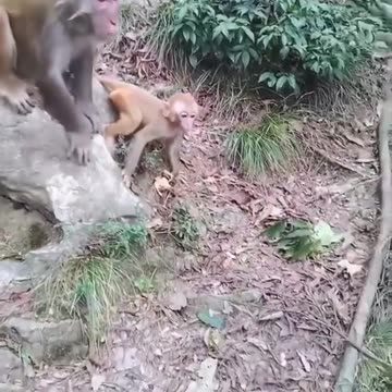 Monkey 🐒 fight for children |Funny animal videos|try not to laugh