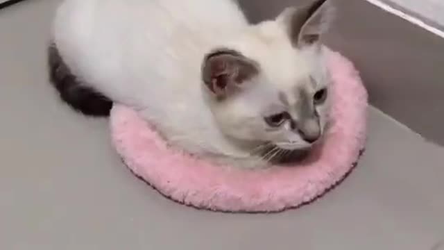 Cat animals funny cute 21