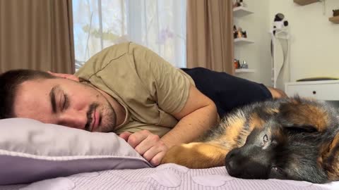 German Shepherd Puppy Wakes Up Owner [Cutest Alarm Clock Ever]