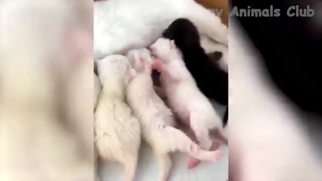 Funny Animal Videos 2022 - Funniest Cats And Dogs Videos #30