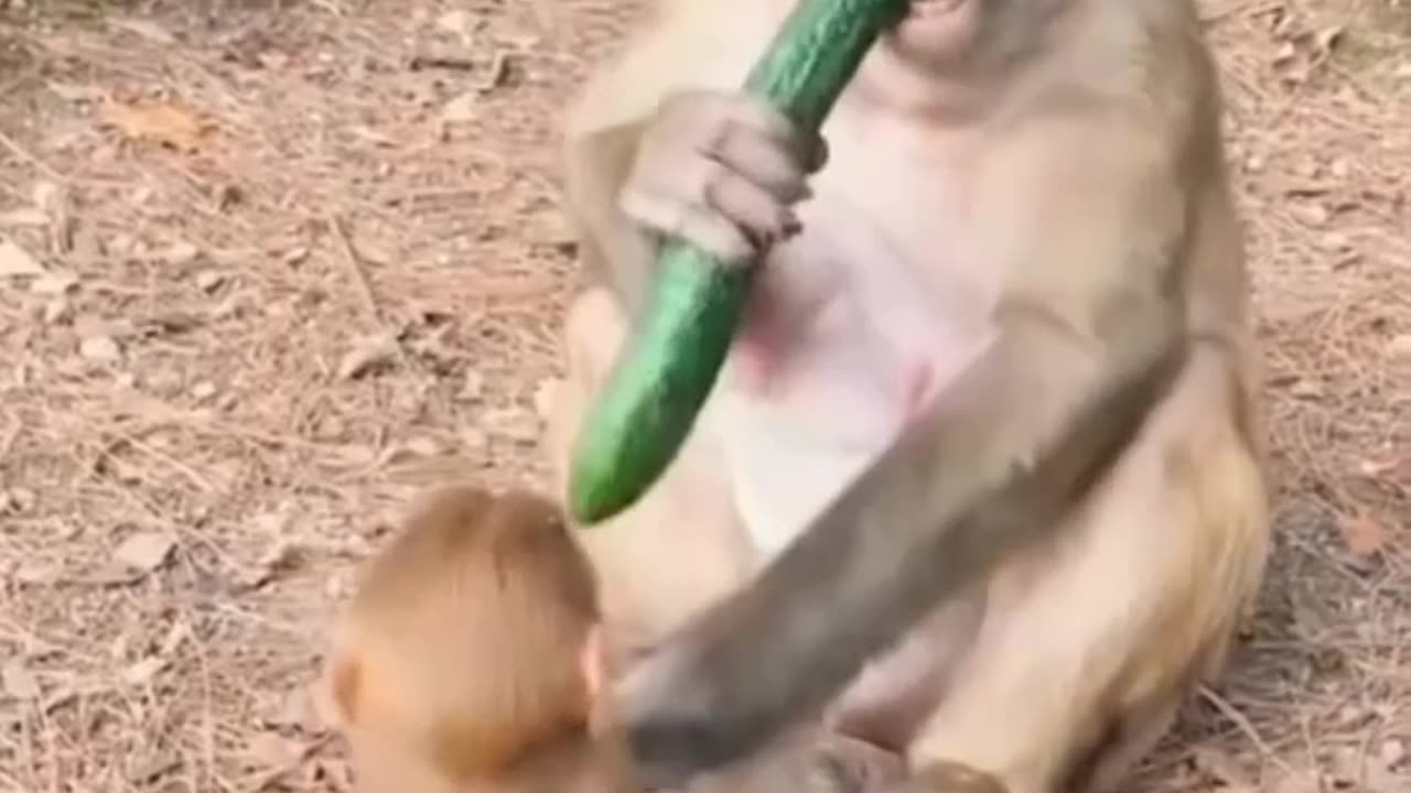 Monkey eating cucumber (17)