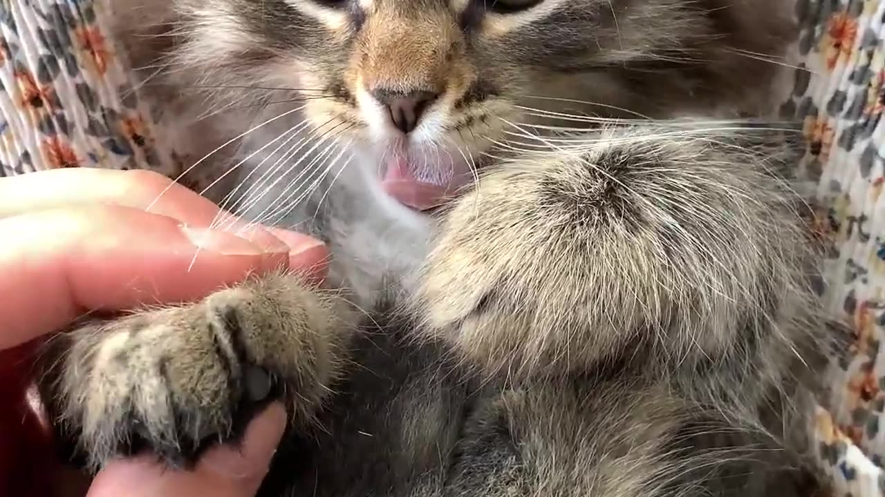 Funny Animal Videos