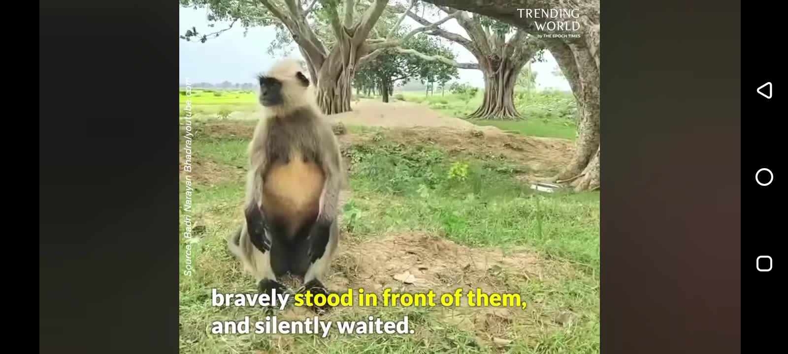 Monkey mother happily came for her baby