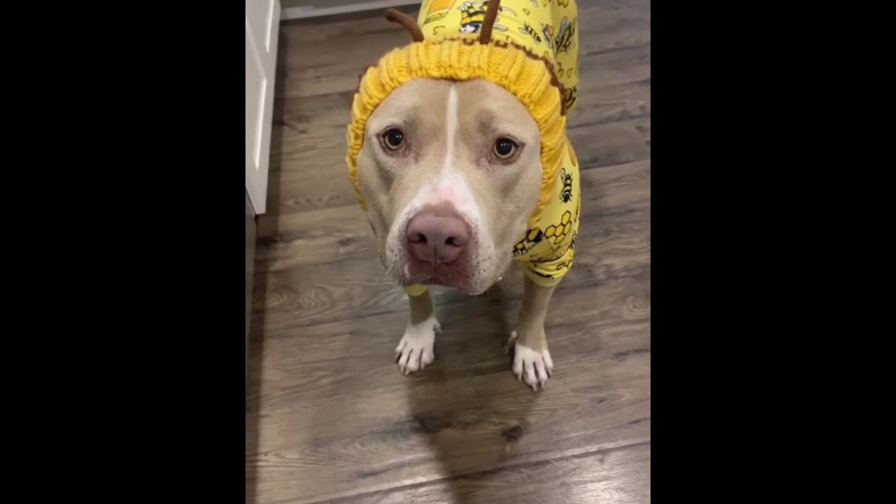 Viral dog's video,so happy