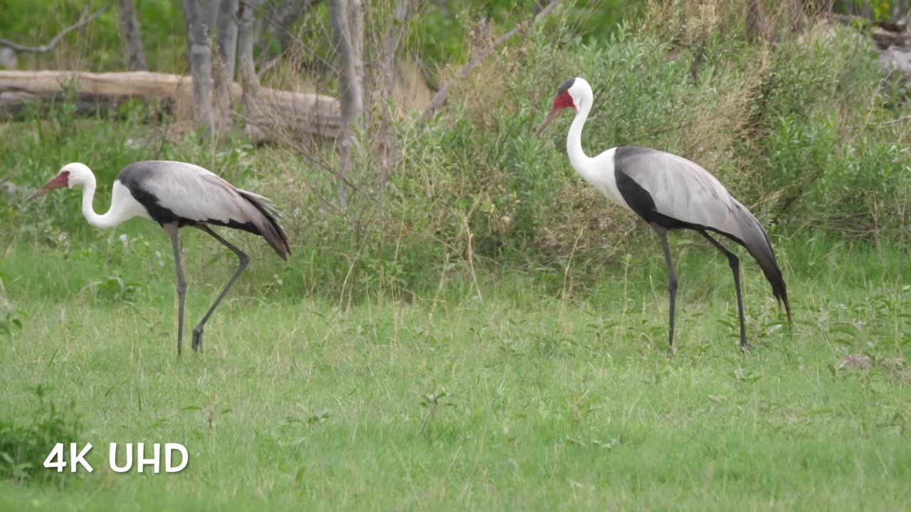 Planet Earth 4K | Beautiful Bird Sounds Nature Relaxation