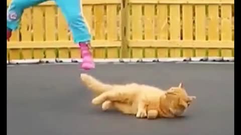 That last cat was so funny. What was that? That was so funny