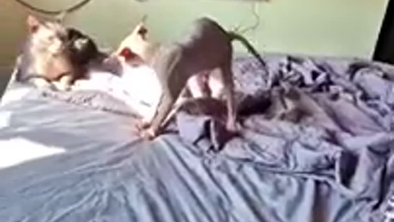 Funny video 2
