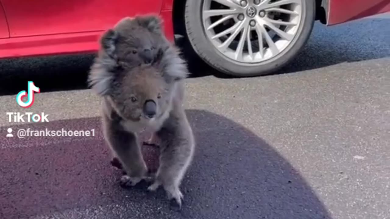 Koala piggyback