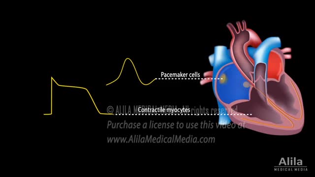 Correlation between Cardiac Action Potential and ECG, Animation