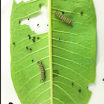Monarch butterfly caterpillar time lapse