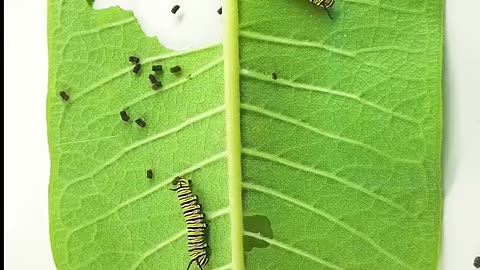 Monarch butterfly caterpillar time lapse