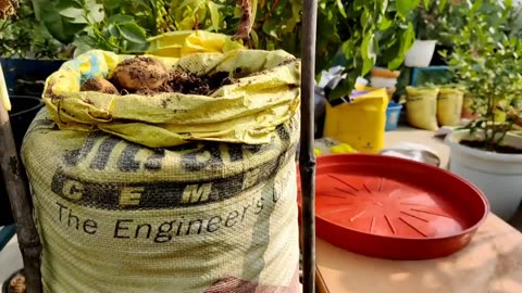 growing potatoes easily at home