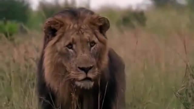 Lion # Hero