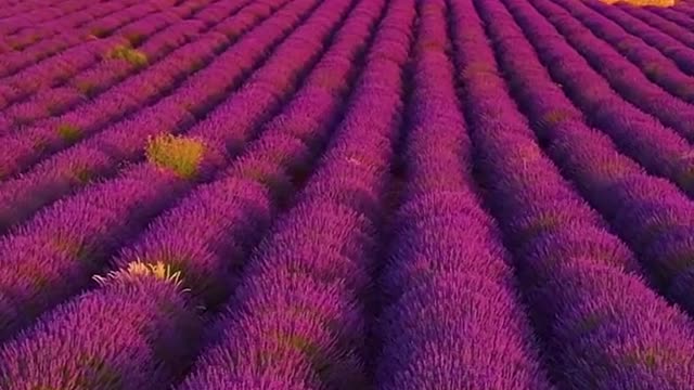 Valensol Lavender Field