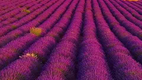 Valensol Lavender Field