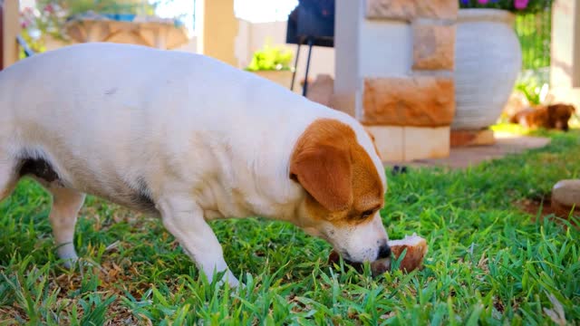 Dogs Eating Food They Don't Like 🐶🥰