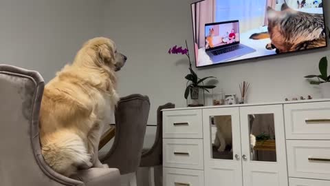 Confused Golden Retriever Recognized the German Shepherd Rocky on TV