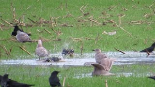 Crows and Friends