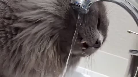 cat water tap